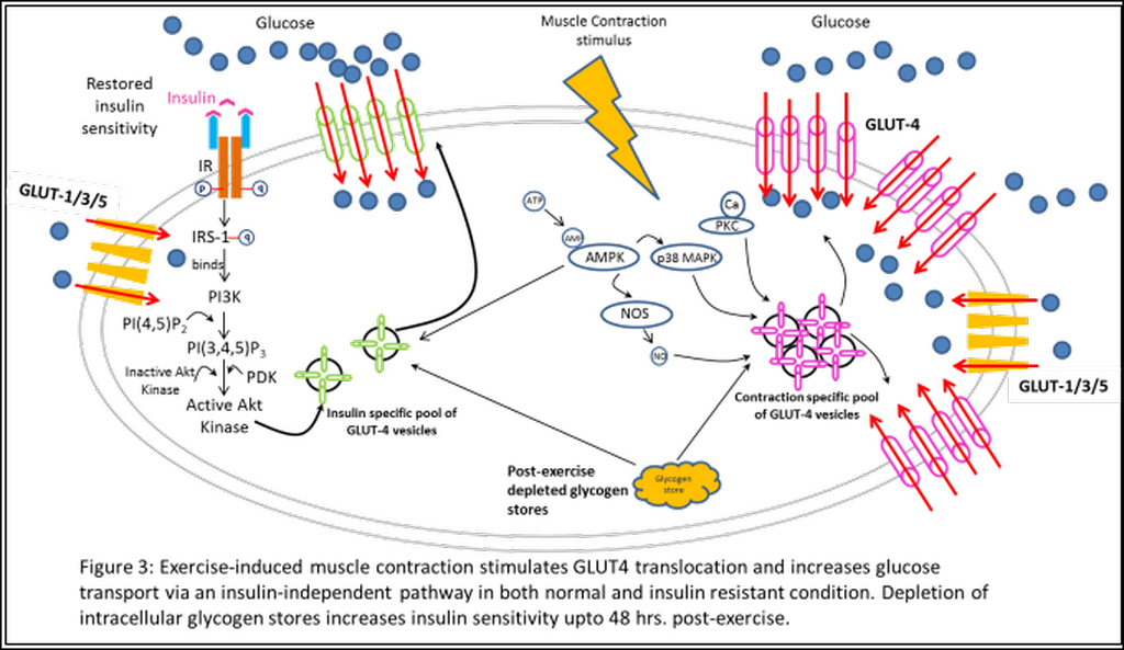 EXERCISE INCREASES GLUT4 TRANSLOCATION AND GLUCOSE TRANSPORT